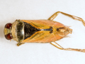 Notonecta glauca